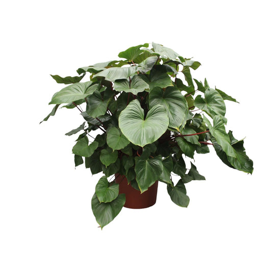 Homalomena rubescens 'Maggy' – 170 cm – Ø60