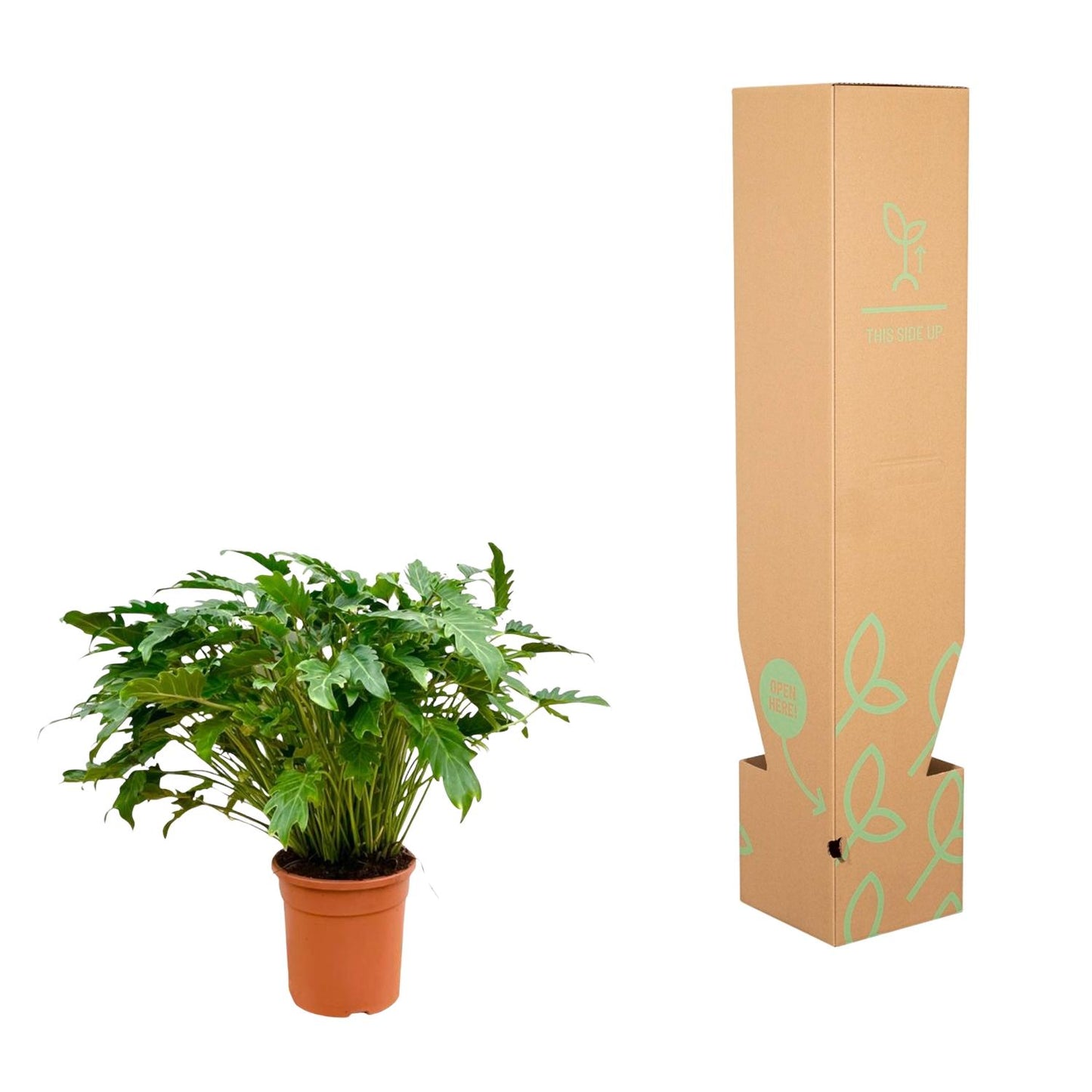 Philodendron xanadu – 80 cm – Ø27