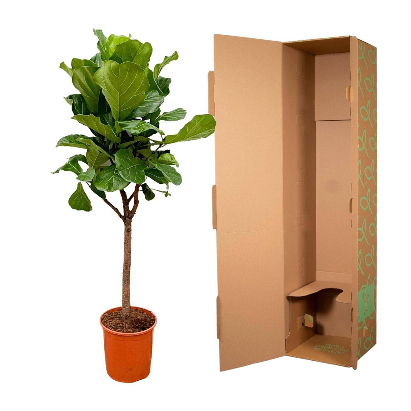 Ficus lyrata Baum – 180 cm – Ø30 - Botanic-Vibes