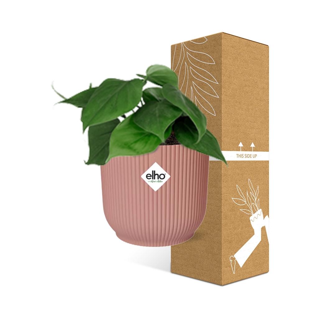 Philodendron Scandens im ELHO Vibes Fold, 14 cm, rosa