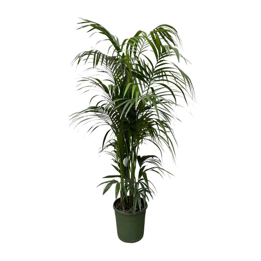 Kentia palm – 220 cm – Ø38 - Botanic-Vibes