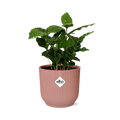 Coffea Arabica im ELHO Vibes Fold, 14 cm, rosa
