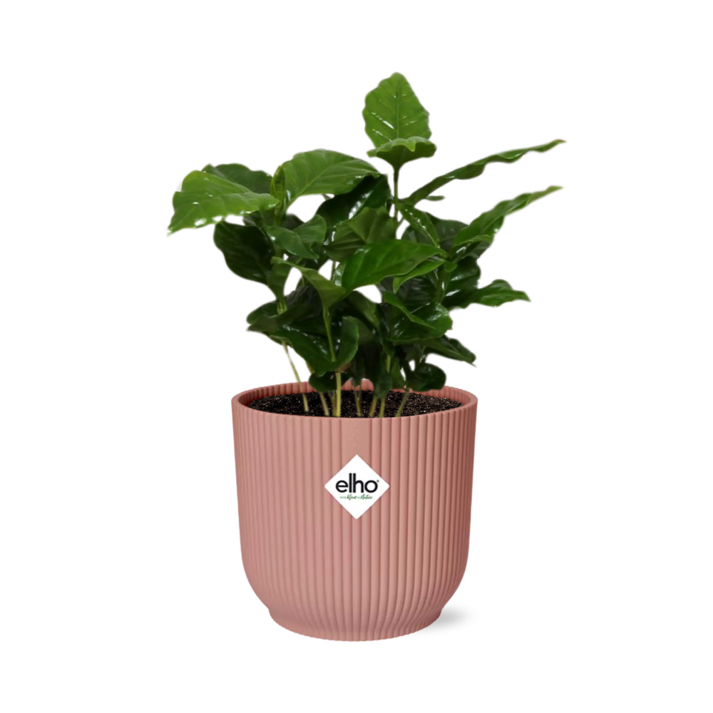 Coffea Arabica im ELHO Vibes Fold, 14 cm, rosa