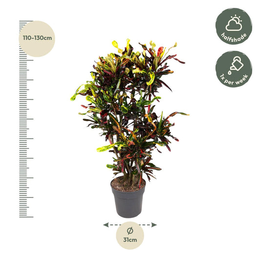 Codiaeum Mammi verzweigt – 120 cm – Ø31