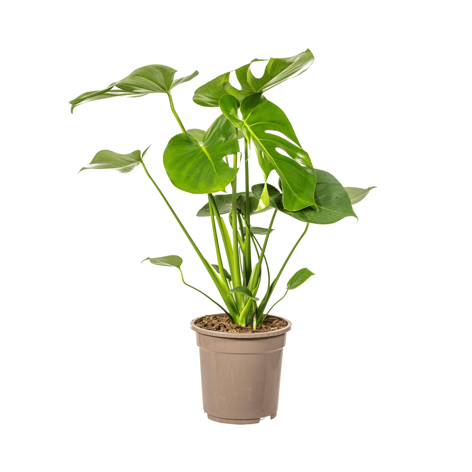 Monstera Deliciosa Tauerii Ø19cm - ↕70 - 90cm - Botanic-Vibes