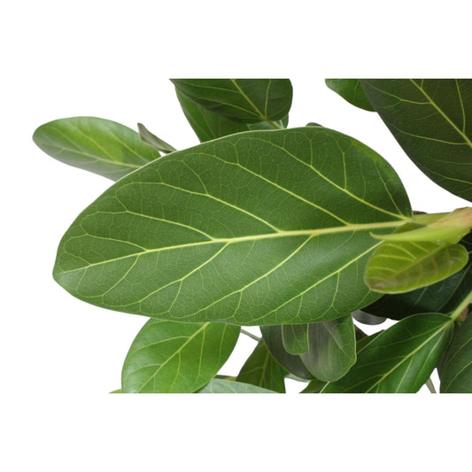 Ficus benghalensis verzweigt – 140 cm – Ø40 - Botanic-Vibes