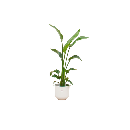 Combi deal - Strelitzia nicolai inklusive elho Jazz Round Weiß Ø23 – 120 cm