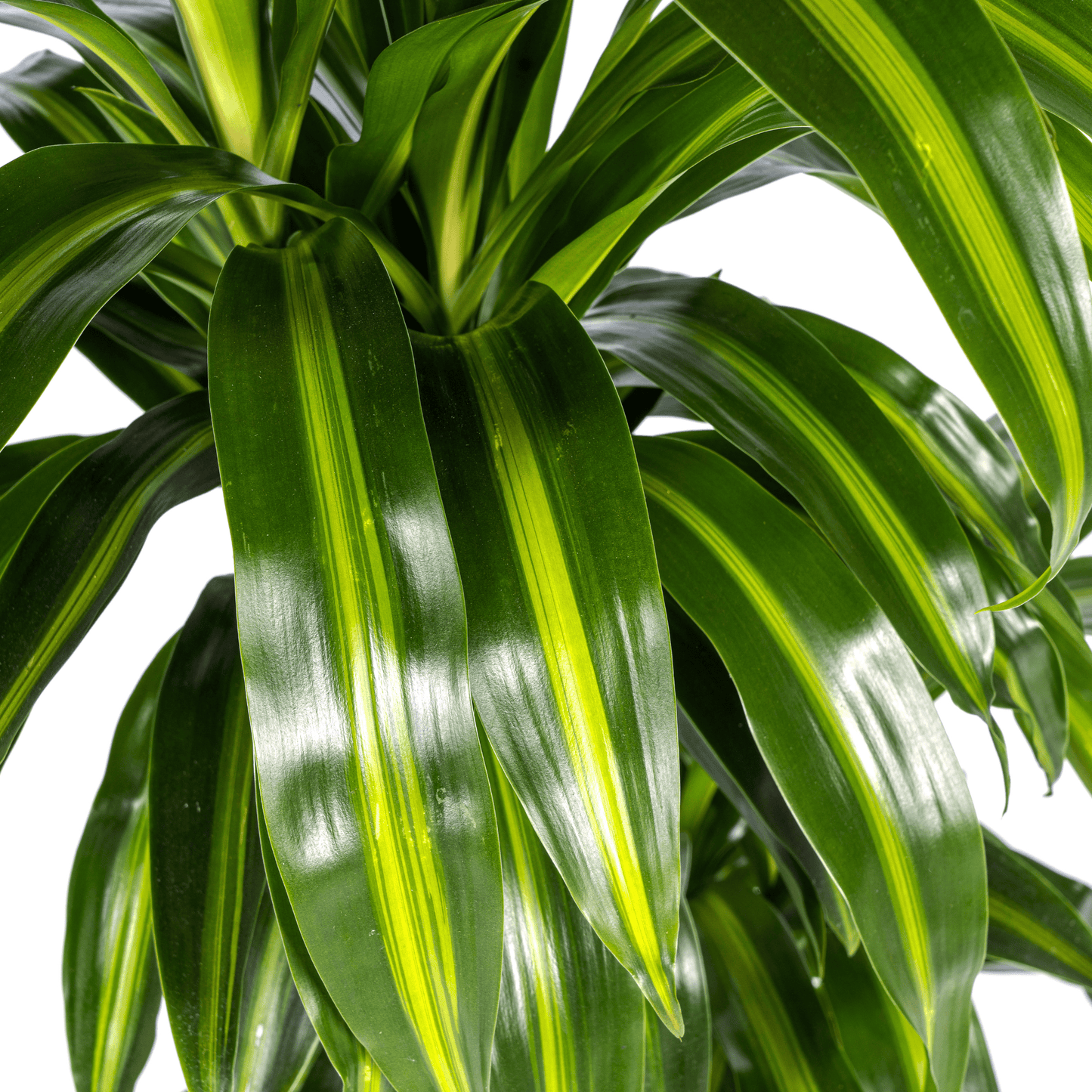 Dracaena Deremensis Hawaiian Sunshine Ø21cm - ↕90 - 110cm - Botanic-Vibes