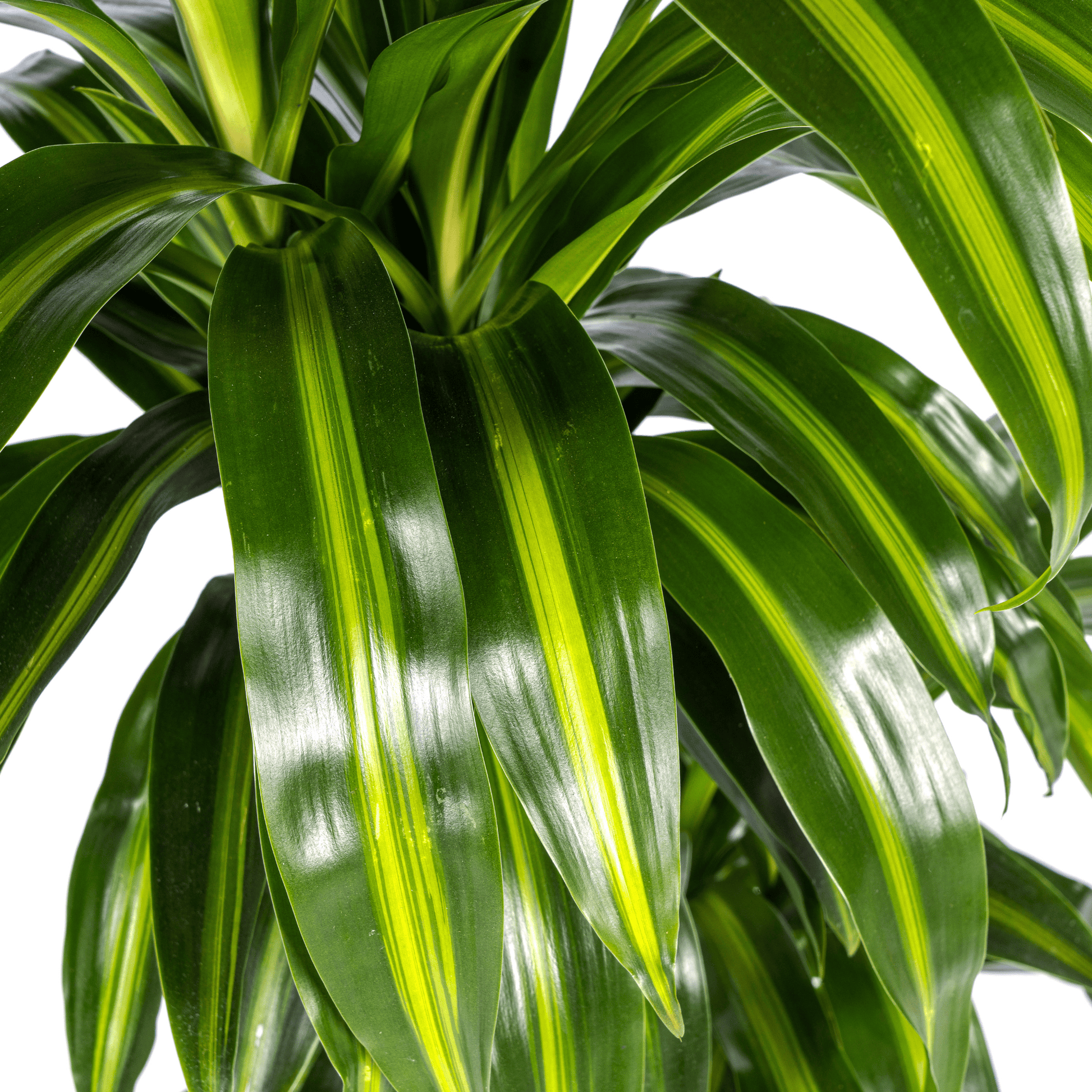 Dracaena Deremensis Hawaiian Sunshine Ø21cm - ↕90 - 110cm - Botanic-Vibes