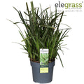 Carex Morrowii Ice Dance, Ø19 cm, 45 cm