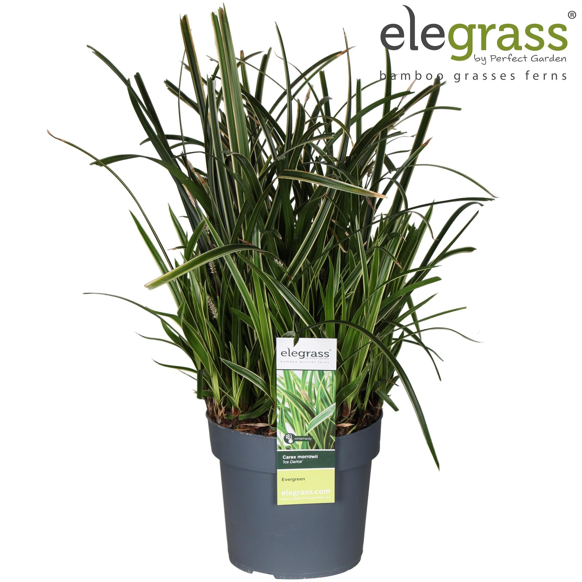 Carex Morrowii Ice Dance, Ø19 cm, 45 cm