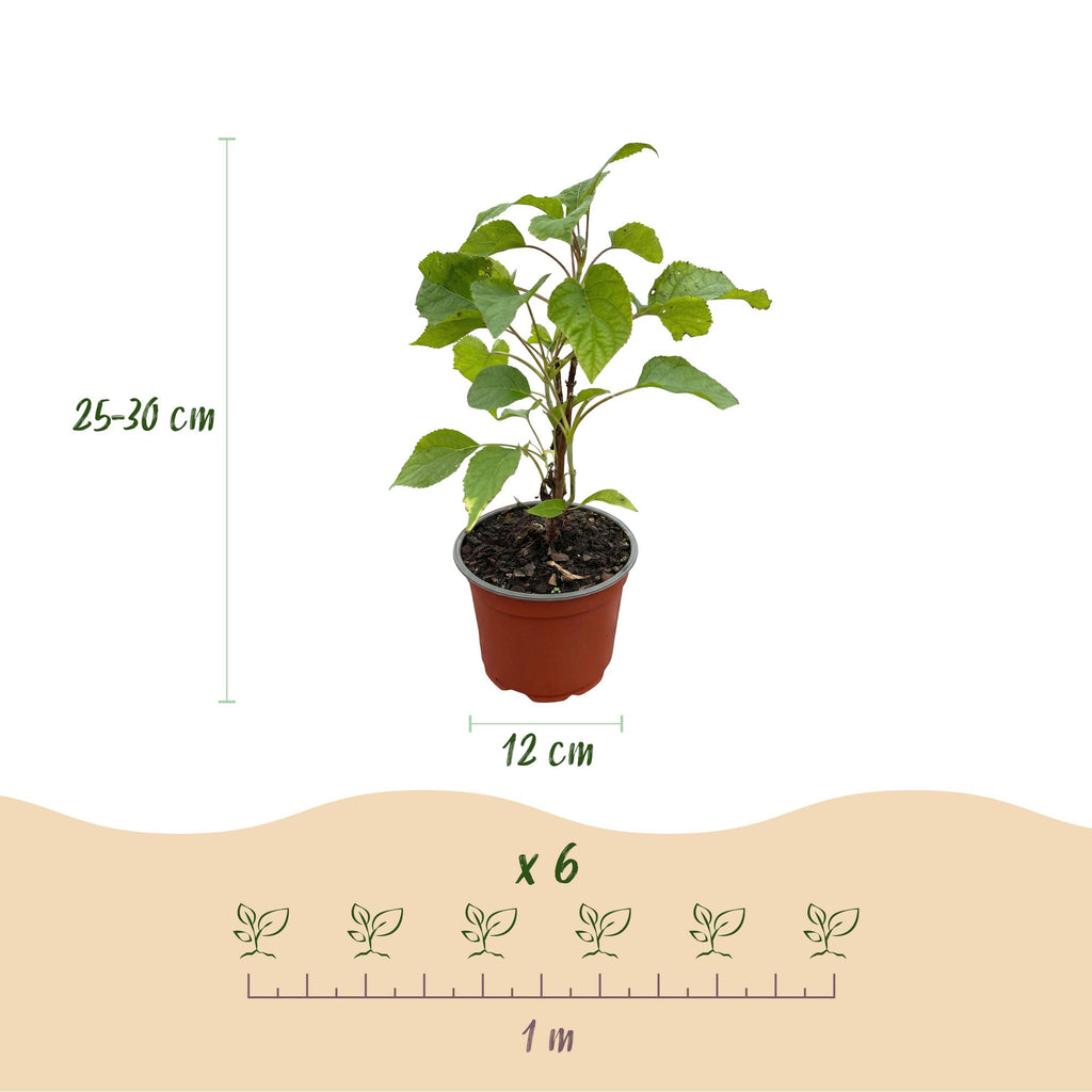Hydrangea arborescens Annabelle, Bauernhortensie, Winterhart, Weiß, 3 Pflanzen, Topf 12 cm, 20-30 cm