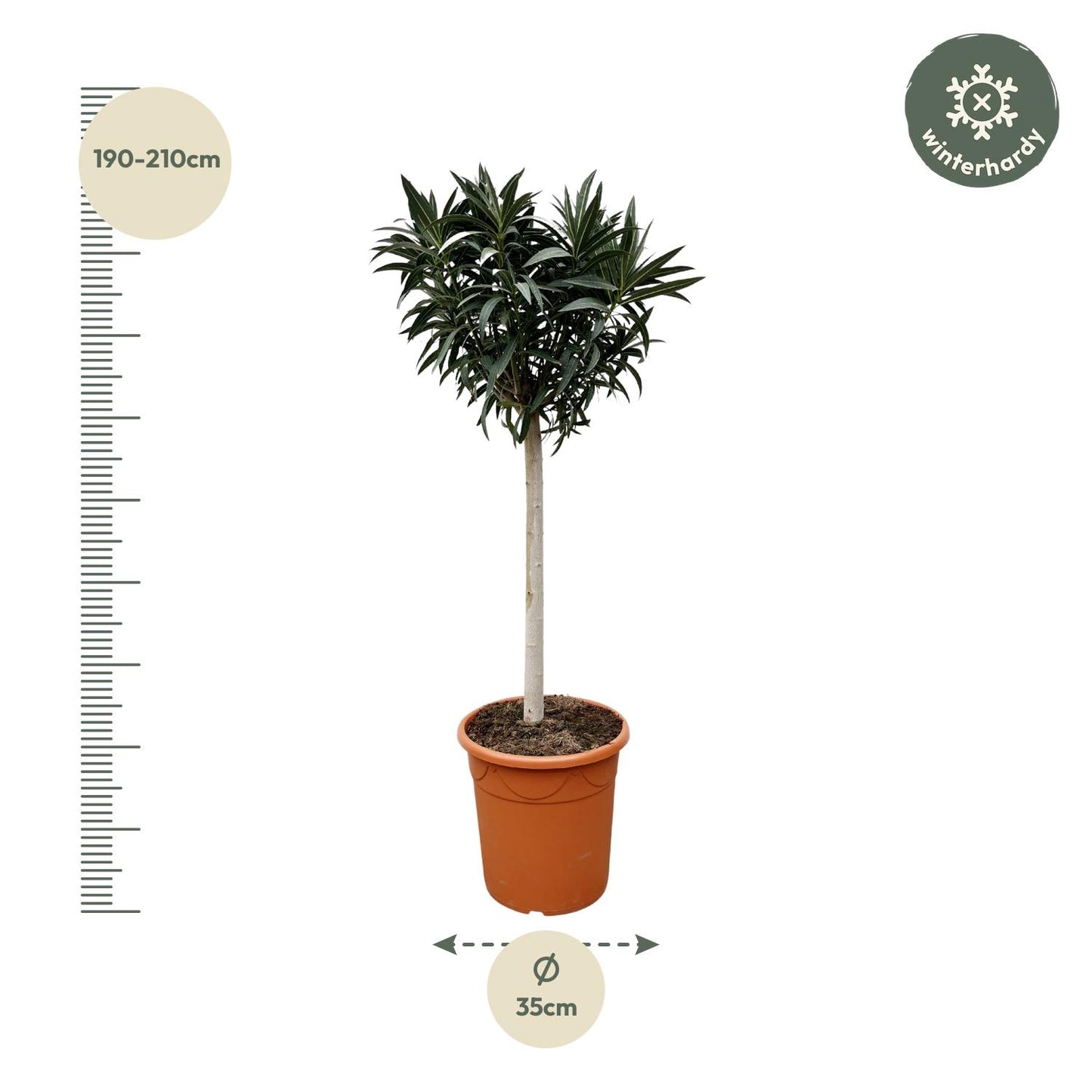 Nerium oleander auf Stamm mit rosa Blüte – 200 cm – Ø35