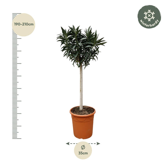 Nerium oleander auf Stamm mit rosa Blüte – 200 cm – Ø35