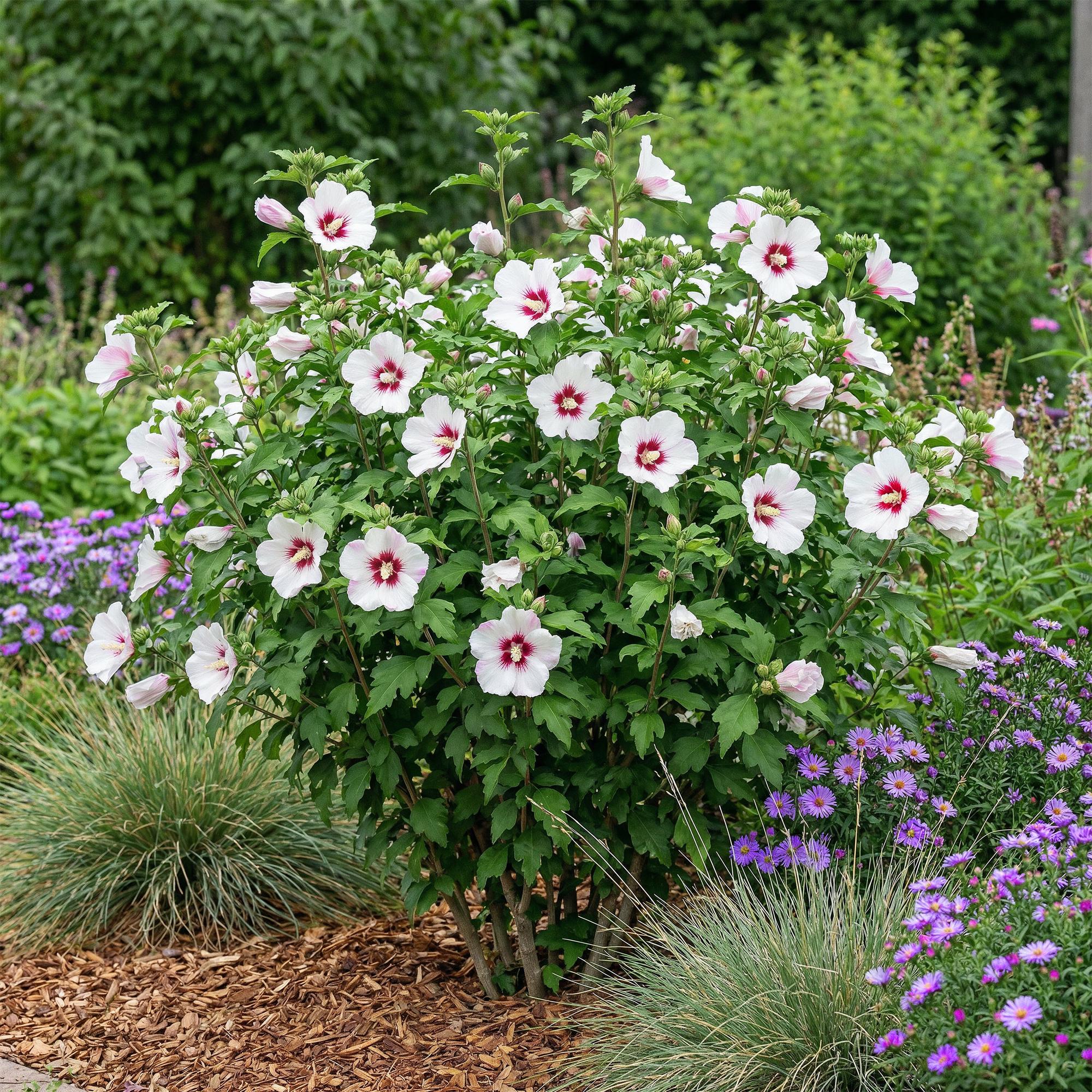 Sträucher, Hibiscus syriacus Hamabo, Blüte Hellrosa, 1 Pflanze, Laubabwerfend, Wenig Pflege, Topf 17 cm 45 cm