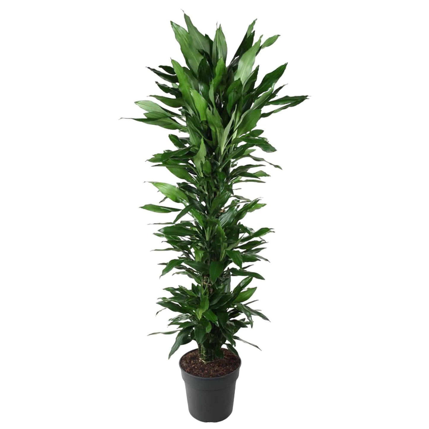 Dracaena Janet Lind verzweigt – 170 cm – Ø34 - Botanic-Vibes