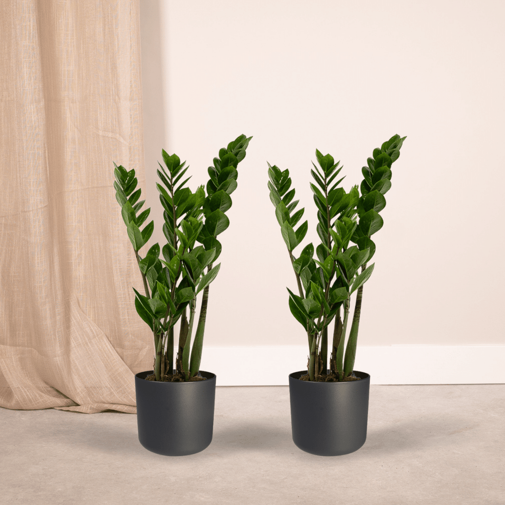 2x Zamioculcas Zamiifolia, Smaragdpalme, 50 cm, Ø14 cm