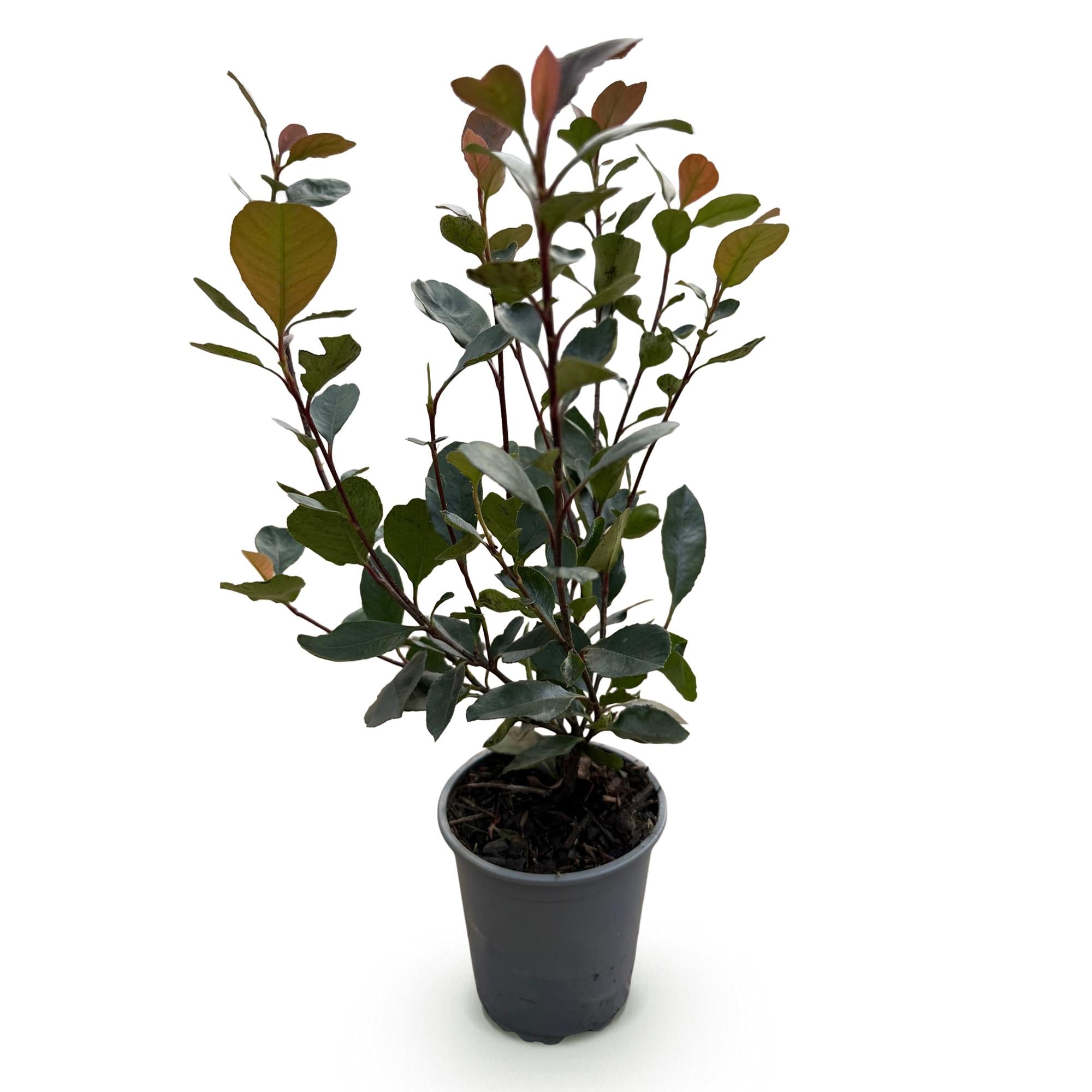 Heckenpflanzen, Photinia Little Rot Robin, Blatt Rot, 8 Pflanzen, 1 Laufmeter, Immergrün, Topf 9 cm 30-35 cm