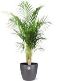 Dypsis Lutescens (Areca), Ø24 cm, 110 cm + Topf Brussels D25x23 cm, Anthrazit