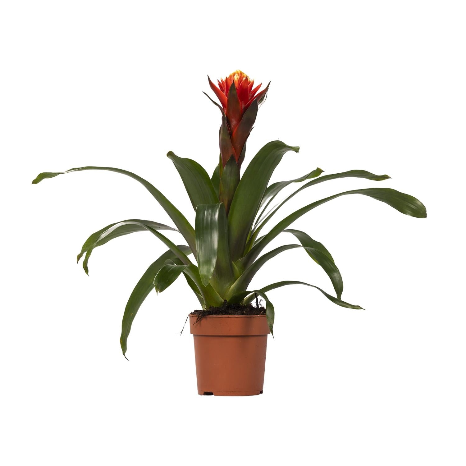 Guzmania Happiness, Ø12 cm Höhe 45