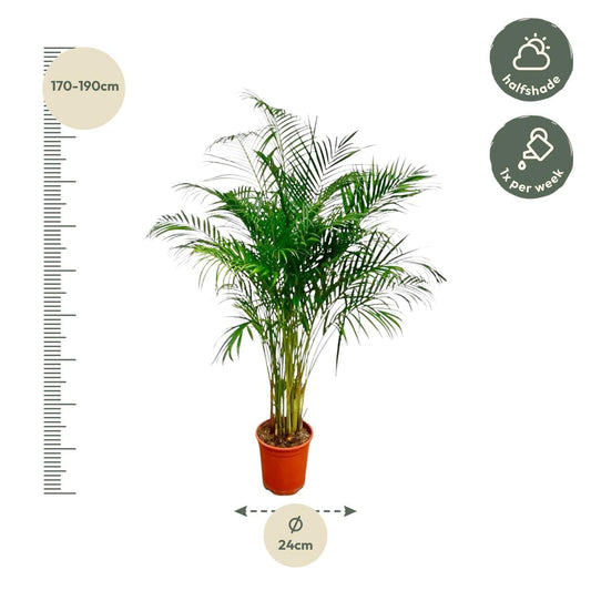 Dypsis lutescens (Areca-Palme) – 180 cm – Ø27 - Botanic-Vibes
