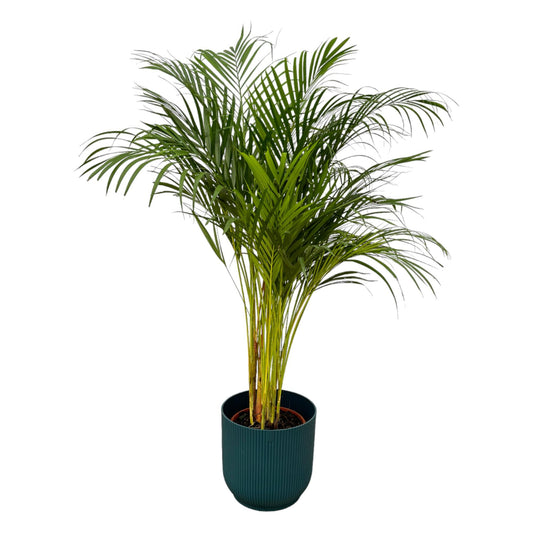 Areca-Palme – 130 cm – Ø24 inklusive elho Vibes Fold Round blau D30×H27