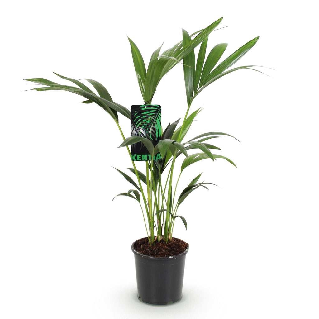 Howea Forsteriana, Kentia Palme, Wenig Pflege, Grün, 1 Pflanze, Topf 17 cm, 70-75 cm
