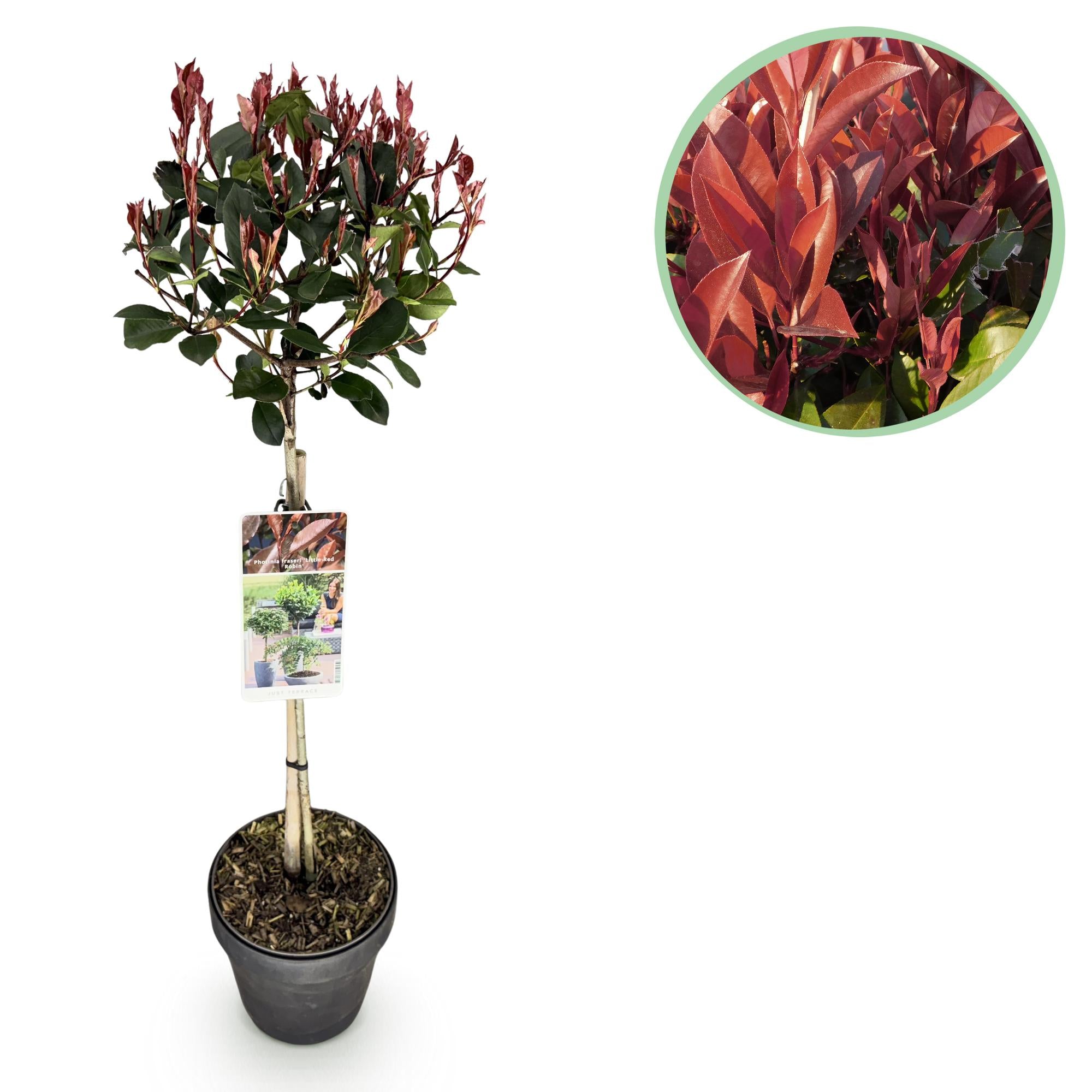 Stamm Pflanze, Photinia fraseri Little Rot Robin, Terrassenpflanze, Immergrün, Winterhart, Grün-Rotes Blatt, Topf 19 cm 90 cm