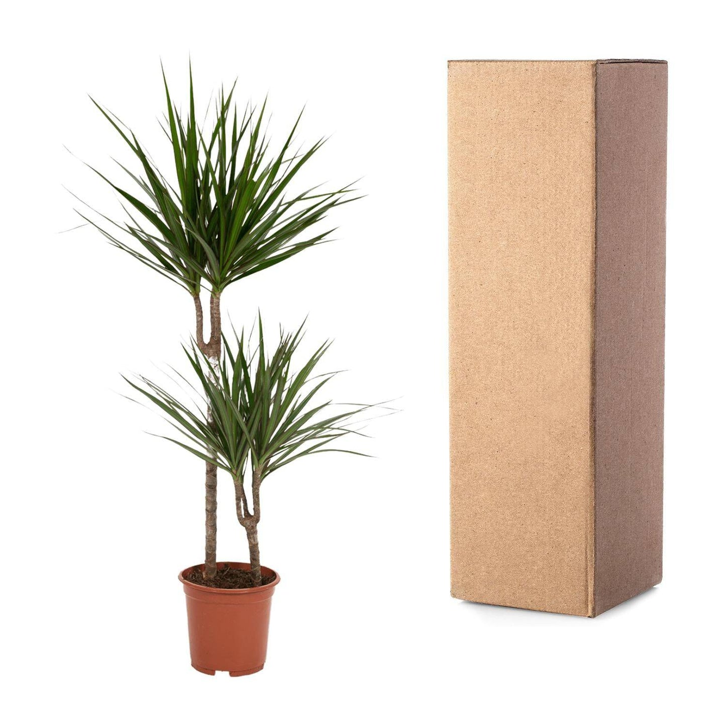 Dracaena Marginata – Ø19 – 100 cm - Botanic-Vibes