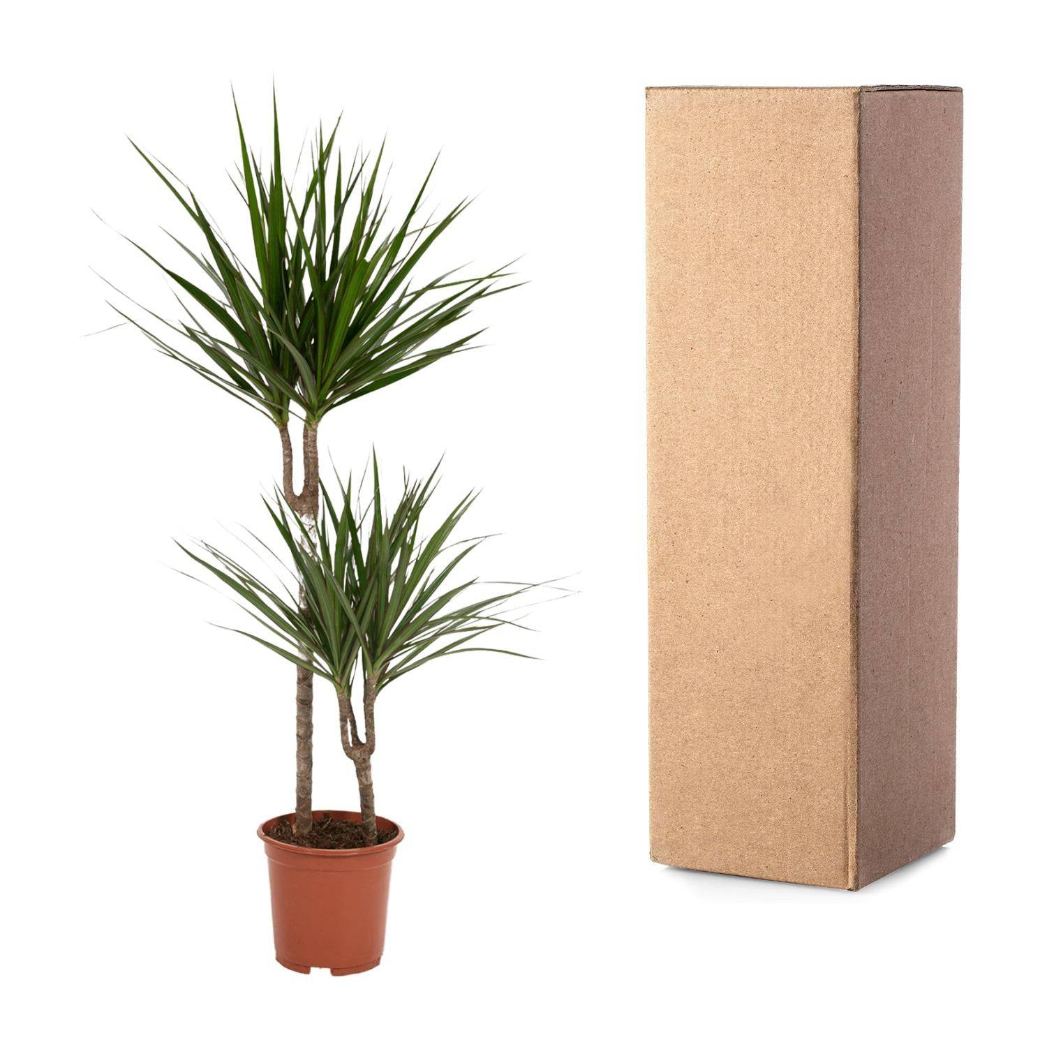 Dracaena Marginata – Ø19 – 100 cm - Botanic-Vibes