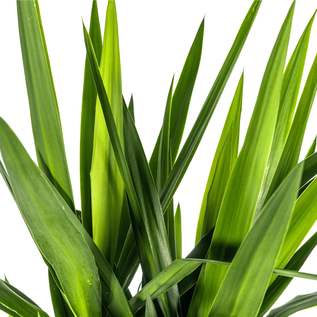 Yucca Elephantipes Ø27cm - ↕150 - 170cm - Botanic-Vibes