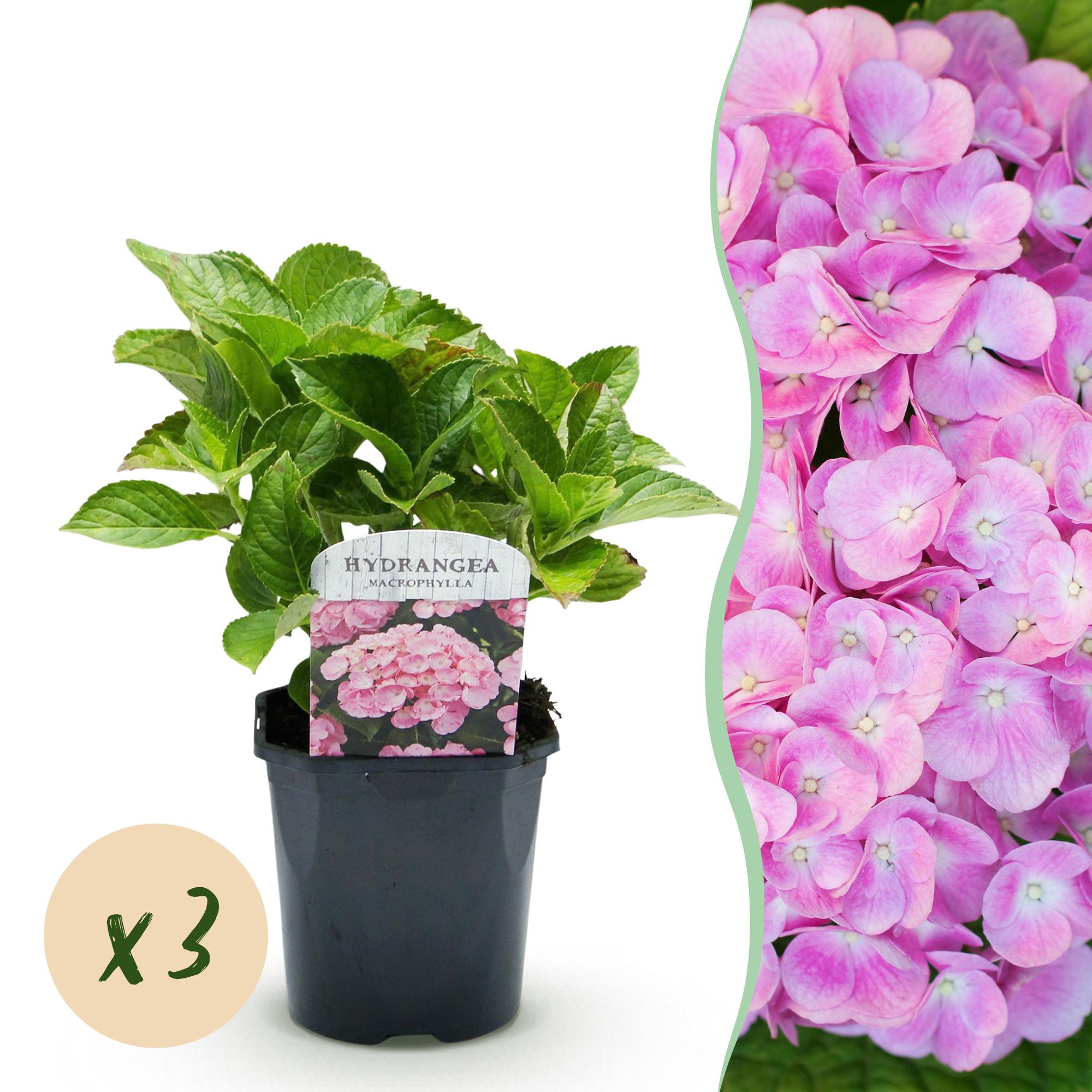 Hortensie, Hydrangea macrophylla Rosa, Blume Rosa, 3 Pflanzen, 1 m2, Laubabwerfend, Wenig Pflege, Topf 17 cm 30 cm