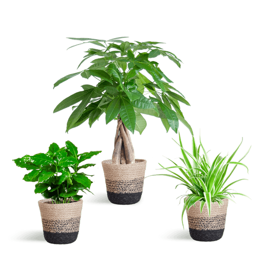 Tierfreundlicher Pflanzenkasten - klein - mit Korb Lissabon schwarz - Ø12 - Botanic-Vibes