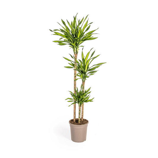 Dracaena Deremensis Rikki Ø24cm - ↕130 - 150cm - Botanic-Vibes
