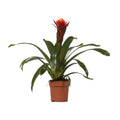 Guzmania Happiness, Ø12 cm Höhe 45