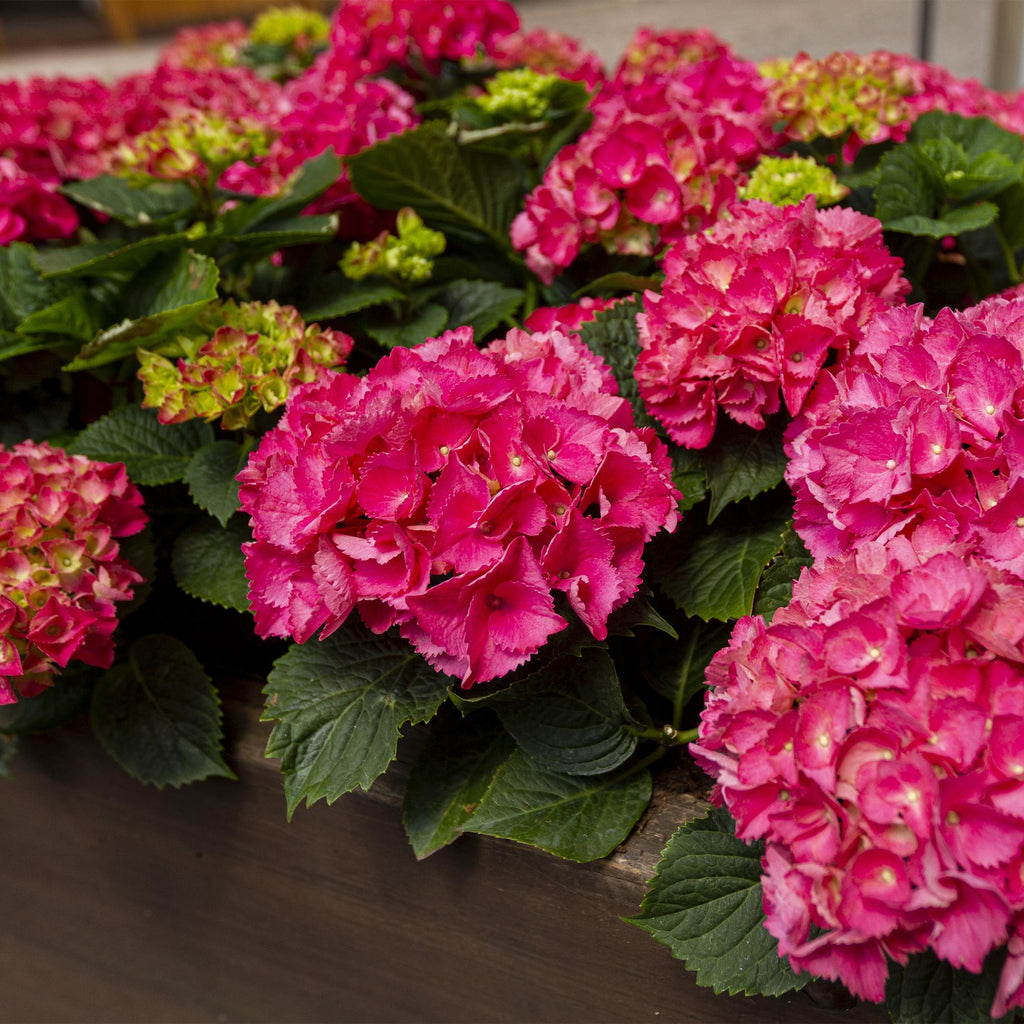 Hortensie, Hydrangea macrophylla Rot, Blume Rot, 3 Pflanzen, 1 m2, Laubabwerfend, Wenig Pflege, Topf 17 cm 30 cm