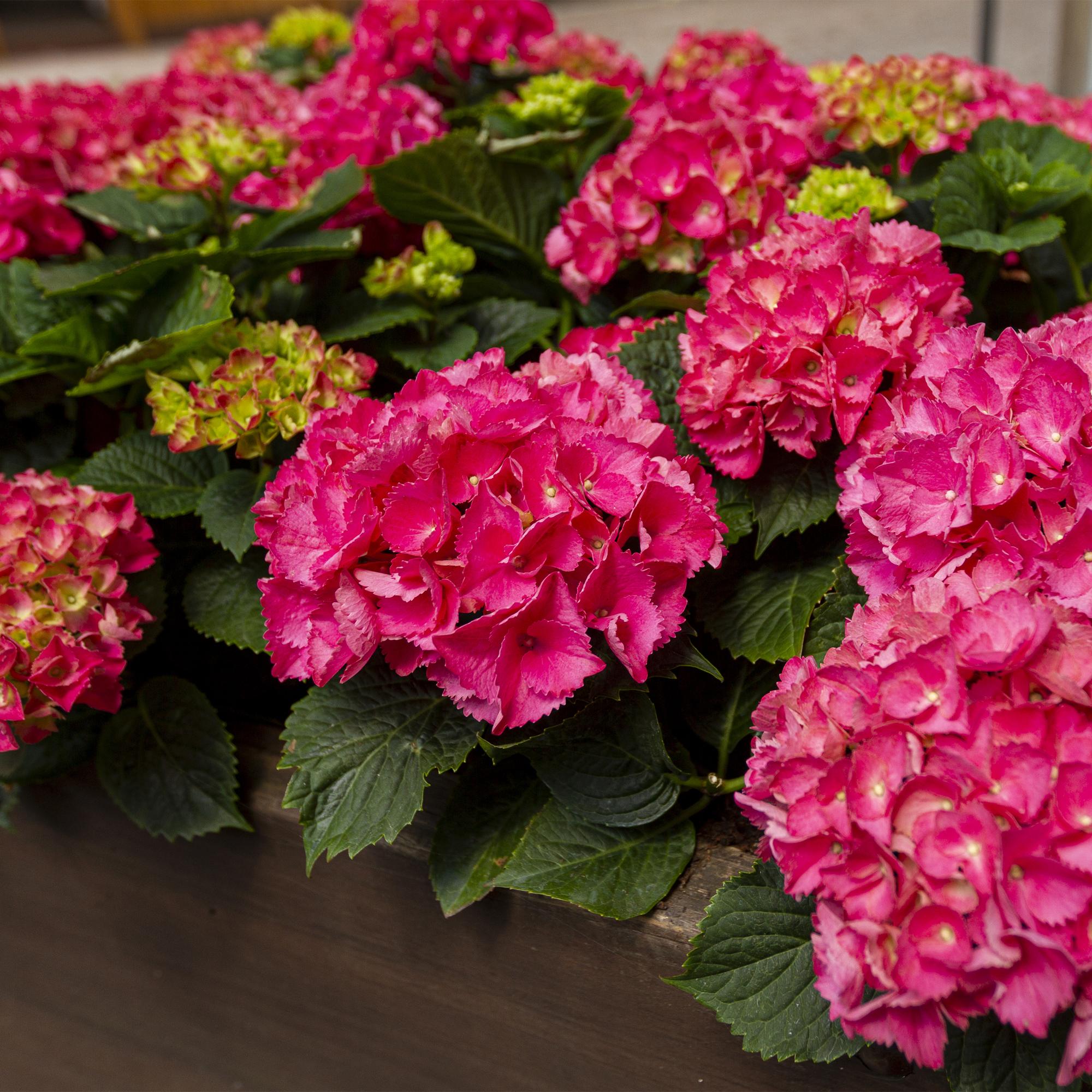 Hortensie, Hydrangea macrophylla Rot, Blume Rot, 3 Pflanzen, 1 m2, Laubabwerfend, Wenig Pflege, Topf 17 cm 30 cm