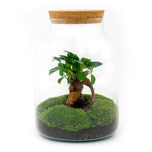 Flaschengarten – Milky mit Bonsai – 30 cm – Rechen + Schaufel + Pinzette