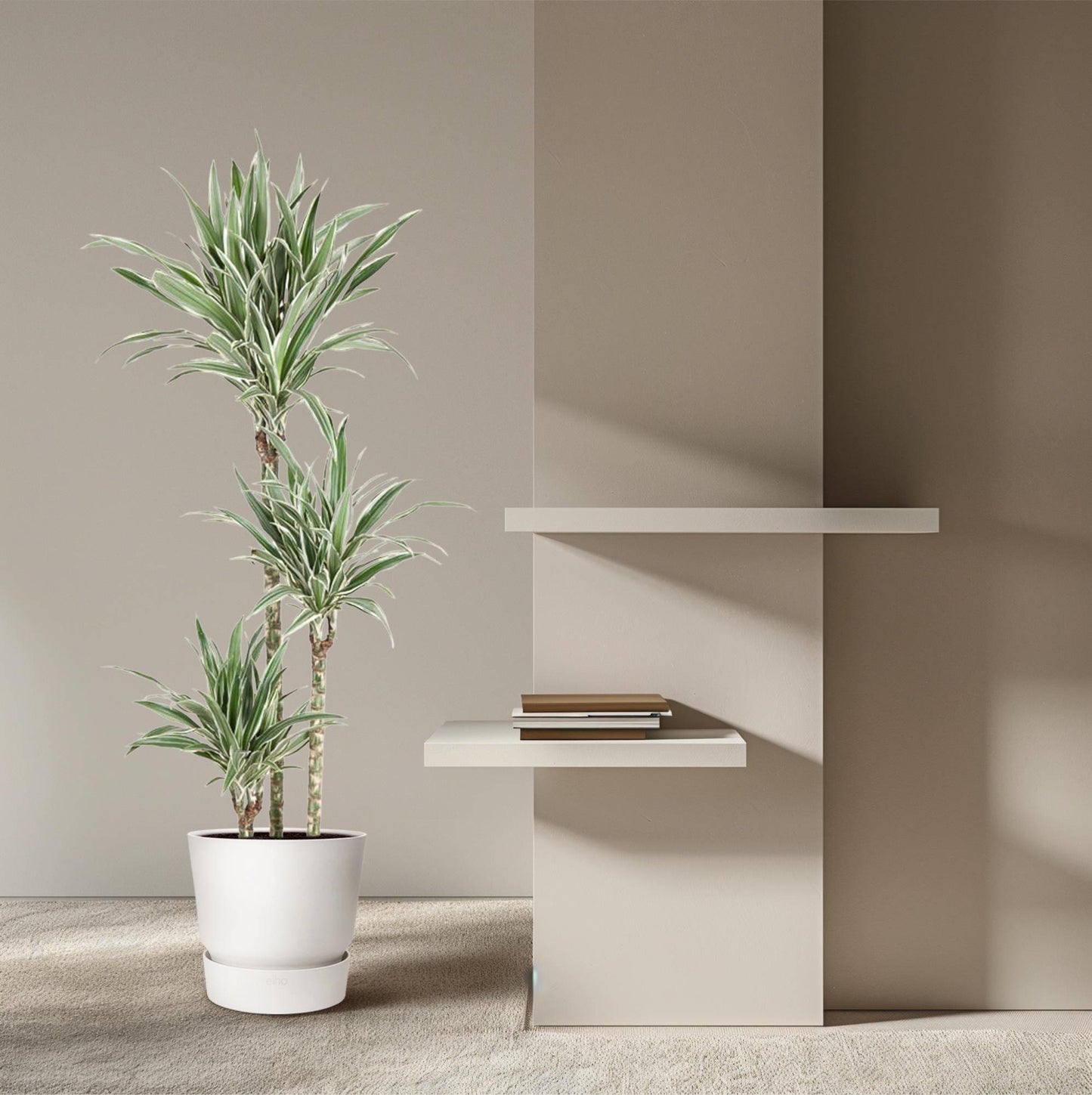 Dracaena White Stripe – 150 cm – Ø24 - Botanic-Vibes