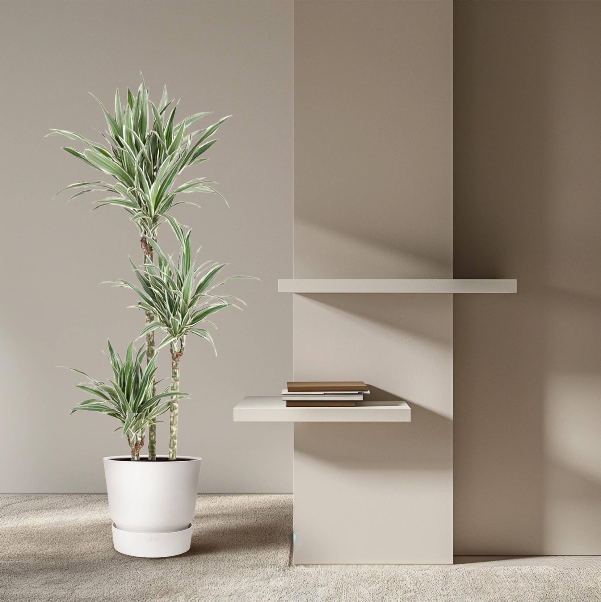 Dracaena White Stripe – 150 cm – Ø24 - Botanic-Vibes
