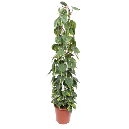 Philodendron scandens ‚Brasil‘ – mit Gitter – 160 cm – Ø27