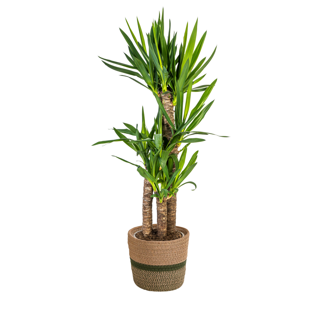 Yucca Elephantipes mit Korb Ø21 cm, 90-110 cm