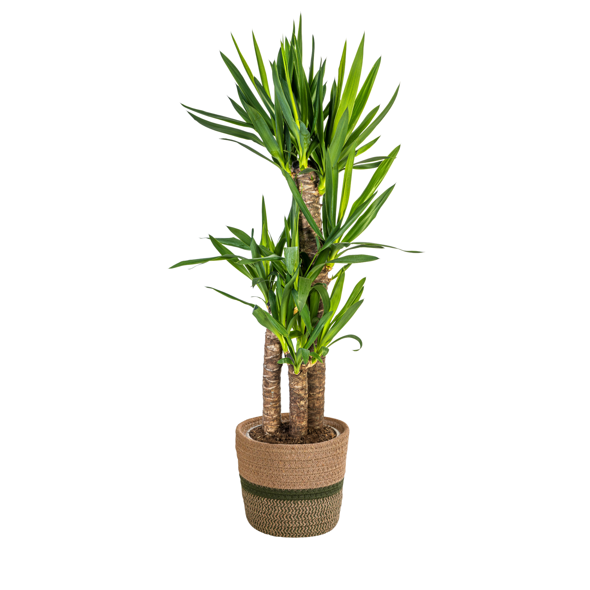 Yucca Elephantipes mit Korb Ø21 cm, 90-110 cm