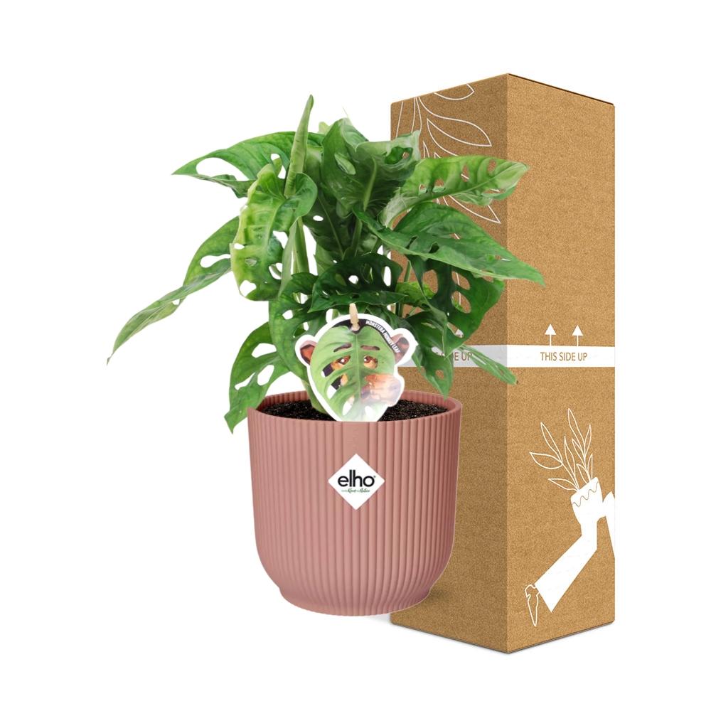 Monstera ‘Monkey Leaf’ im ELHO Vibes Fold, 14 cm, rosa