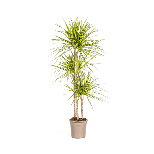 Dracaena Marginata Sunray Ø24cm - ↕130 - 150cm - Botanic-Vibes