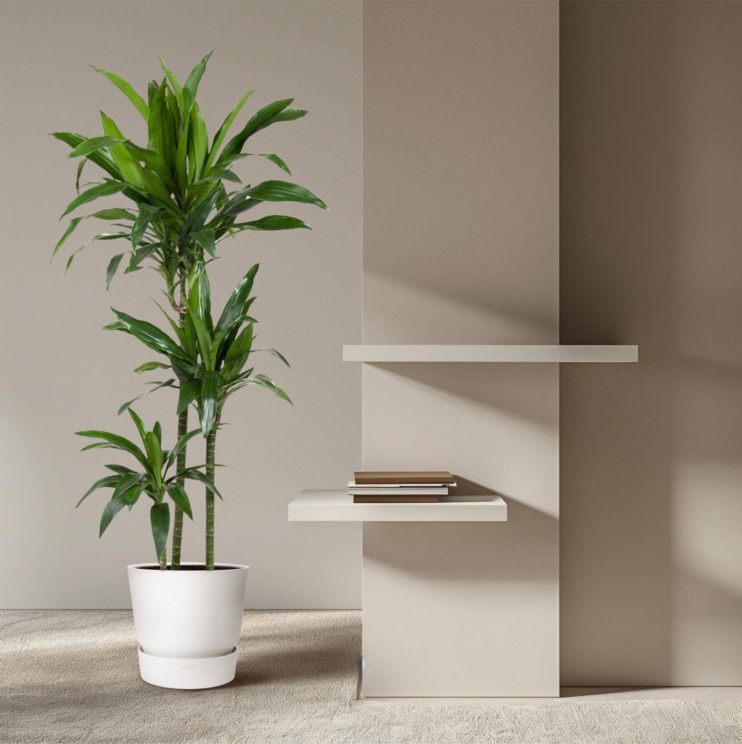 Dracaena janet craig – 150 cm – ø24 - Botanic-Vibes