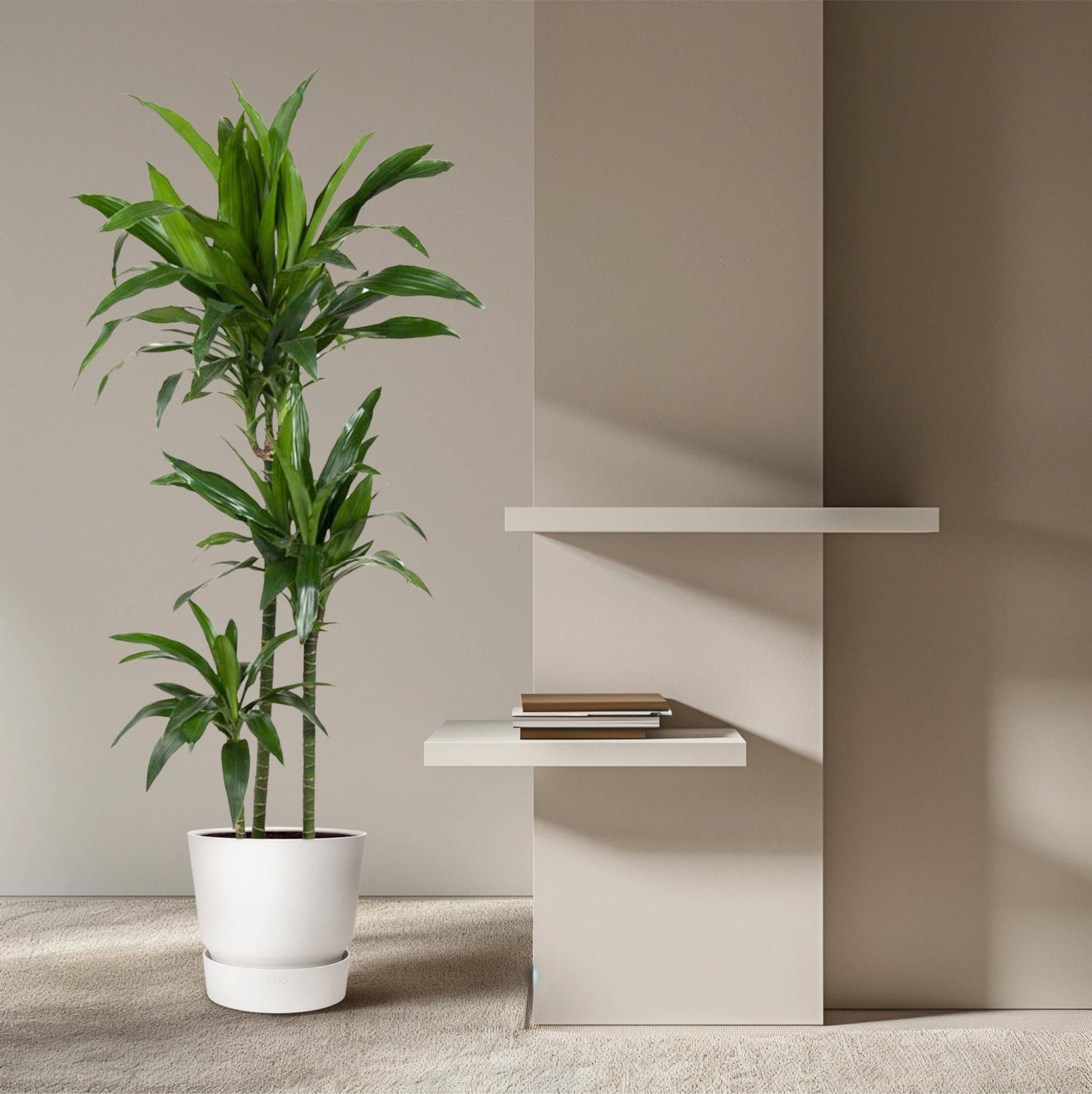 Dracaena janet craig – 150 cm – ø24 - Botanic-Vibes