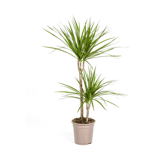 Dracaena Marginata Green Ø19cm - ↕70 - 90cm - Botanic-Vibes