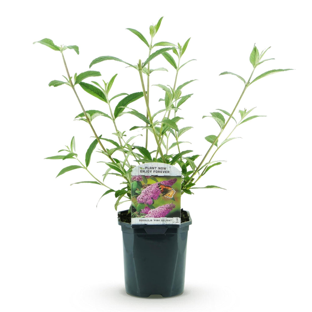 Buddleja davidii Rosa Delight, Schmetterlingsstrauch, Winterhart, Rosa, 1 Pflanze, Topf 17 cm, 45 cm