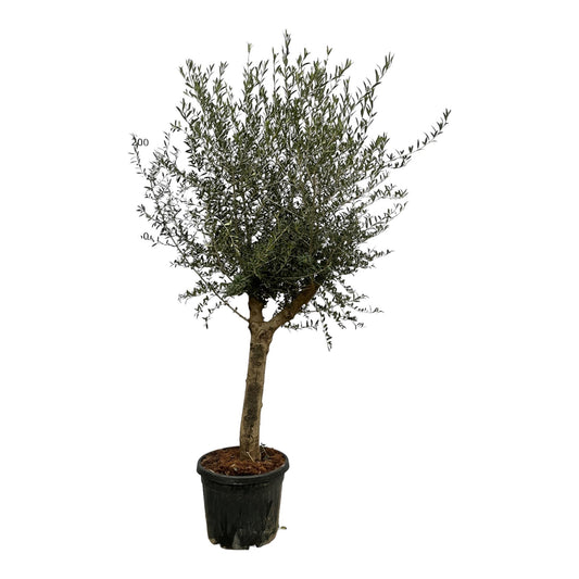 Olea Lorc – 200 cm – Ø45